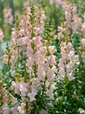 Appleblossom Snapdragon Seeds (Antirrhinum majus) – 1000+ Seeds, Soft Pink & White