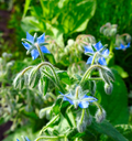 Borage Seeds - 100 Heirloom Non-GMO, Cucumbers-Flavored Leaves, Edible Blue Flowers, Pollinator-Friendly