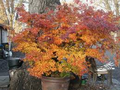 Trident Maple Tree Seeds (Acer buergerianum) - 20 Seeds for Bonsai & Fall Color