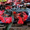 Angel Wing Begonia Torch Red - 4" Starter Plant, Easy Care