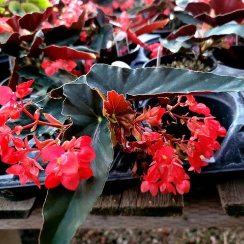 Angel Wing Begonia Torch Red - 4" Starter Plant, Easy Care