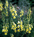 Orleans Early Lemon Yellow Snapdragon Seeds - 1000+ Non-GMO Antirrhinum majus