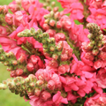 Antirrhinum majus Potomac Appleblossom Snapdragon Seeds - 1000+ Soft Pink & White Blooms