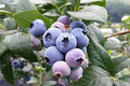 Southern Highbush Blueberry Seeds (Vaccinium corymbosum) - 50 Seeds, Zone 5-10