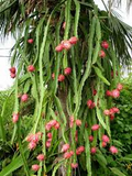 Red Dragon Fruit Cuttings - Pink Skin, Red Flesh (2x 6-8") Starter Plant