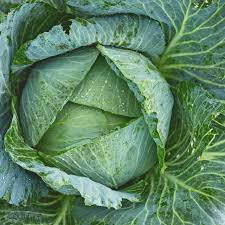 Cabbage Early Jersey Wakefield Seeds | Heirloom Brassica oleracea 1g