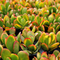 Crassula Ovata 'Hummel's Sunset' Cuttings - 5x 3-4" Golden Jade Jade Plant Starter