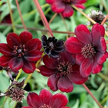 Cosmos atrosanguineus Chocolate Cosmos Seeds - 200+ Deep Burgundy, Cocoa-Scented Flowers