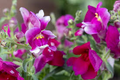 Floral Showers Purple Snapdragon Seeds (Antirrhinum majus) - 1000+ Seeds