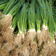 Onion-Bunching Tokyo Long White Seeds (Allium fistulosum) - 1g, Heirloom, Non-GMO