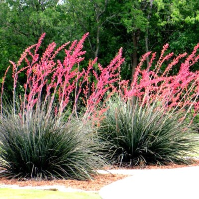 Red Yucca Seeds (Hesperaloe parviflora) – Drought-Tolerant, 5 ft Flower Spikes, Hummingbird & Butterfly Attracting