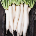 Miyashige Daikon Radish Seeds — Heirloom Japanese Radish, 12-18" Long, 50 Days