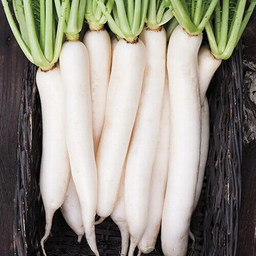 Miyashige Daikon Radish Seeds — Heirloom Japanese Radish, 12-18" Long, 50 Days