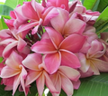 Pink Plumeria Unrooted Cutting - 10" Fresh Starter Cutting, Fragrant Pink Flowers, Plumeria rubra