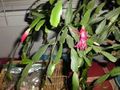 White Christmas Cactus Cuttings (4"-5"), 5 Unrooted Segments – Schlumbergera Starter Plant