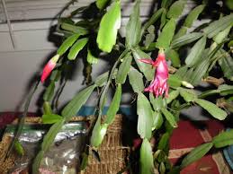 White Christmas Cactus Cuttings (4"-5"), 5 Unrooted Segments – Schlumbergera Starter Plant