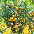 Calamansi Plant Tree – 8-12 inch Seedling | Tropical Citrus Starter Plant