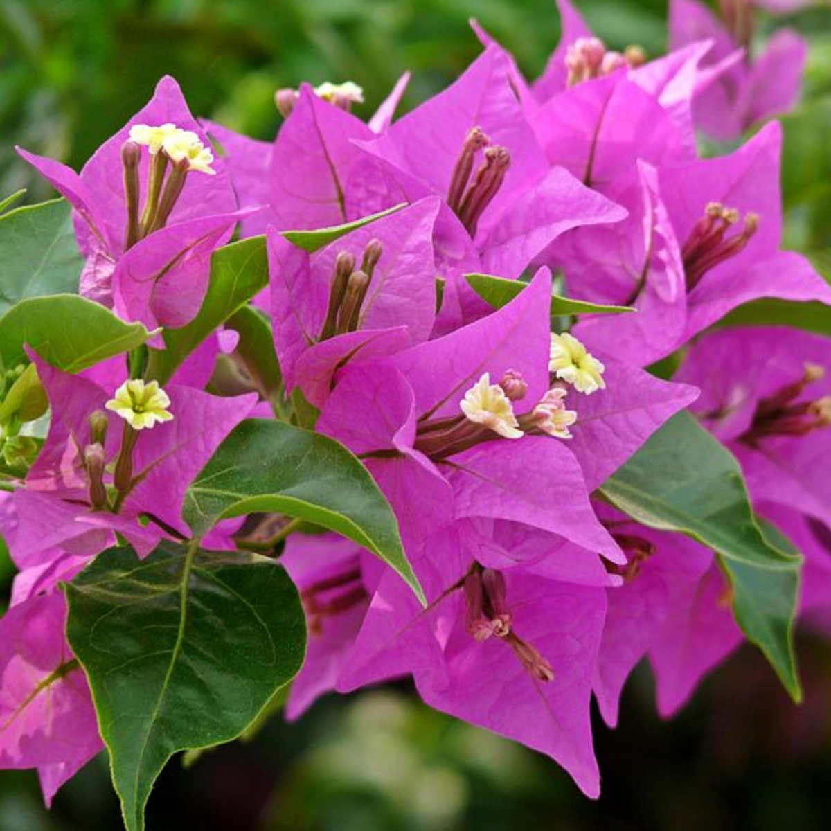 Purple Bougainvillea Starter Plant - 5-7 Inches, Paper Flower, Climbing Shrub