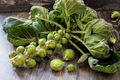 Mighty Brussels Sprouts Seeds (500+): High-Yield, Cold-Hardy, Green Sprouts for Fall/Winter