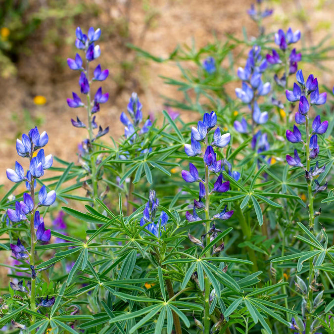 Lupinus angustifolius Blue Annual Lupine Seeds – 25+ Pollinator Wildflowers