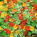 Nasturtium Seeds Alaska Mix | Tropaeolum majus 50+ Seeds, Edible Flowers, Variegated Foliage