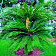 King Sago Palm Seeds (Cycas Revoluta) - 5 Fresh Seeds, Slow-Growing Tropical Cycad