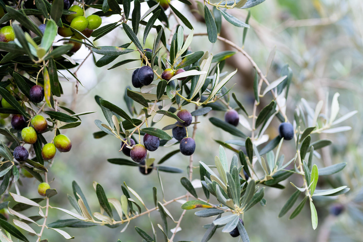 Canino Olive Tree Seeds (Olea europaea) - Heirloom, Self-Pollinating, 10 Seeds