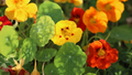 Nasturtium Alaska Gold Seeds - Tropaeolum majus, 50+ Yellow Blooms, Variegated Foliage