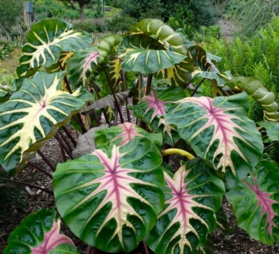 Waikiki Elephant Ear Starter Plant (Colocasia Esculenta) - Rooted, In-Pot