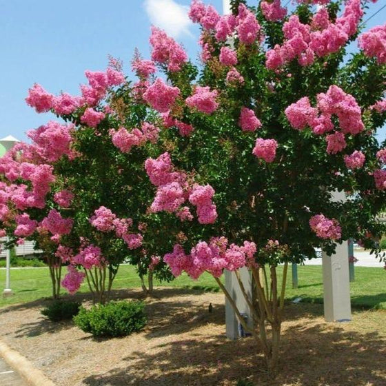Dark Pink Crepe Myrtle Cuttings (Lagerstroemia Indica) - 7 Live 6" Unrooted Cuttings