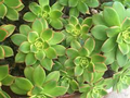 Aeonium Kiwi Succulent Cuttings - 2 Starter Plants, 3-5 in Rosettes