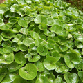 Wild Ginger Seeds Asarum canadense – Shade-Loving Perennial Groundcover (100mg Seed)