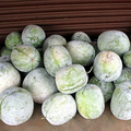 Wax Gourd (Wintermelon) Benincasa hispida Seeds - Heirloom, 10 Seeds