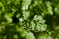 Leisure Cilantro Seeds - Heirloom, Non-GMO | Slow to Bolt | Coriandrum sativum