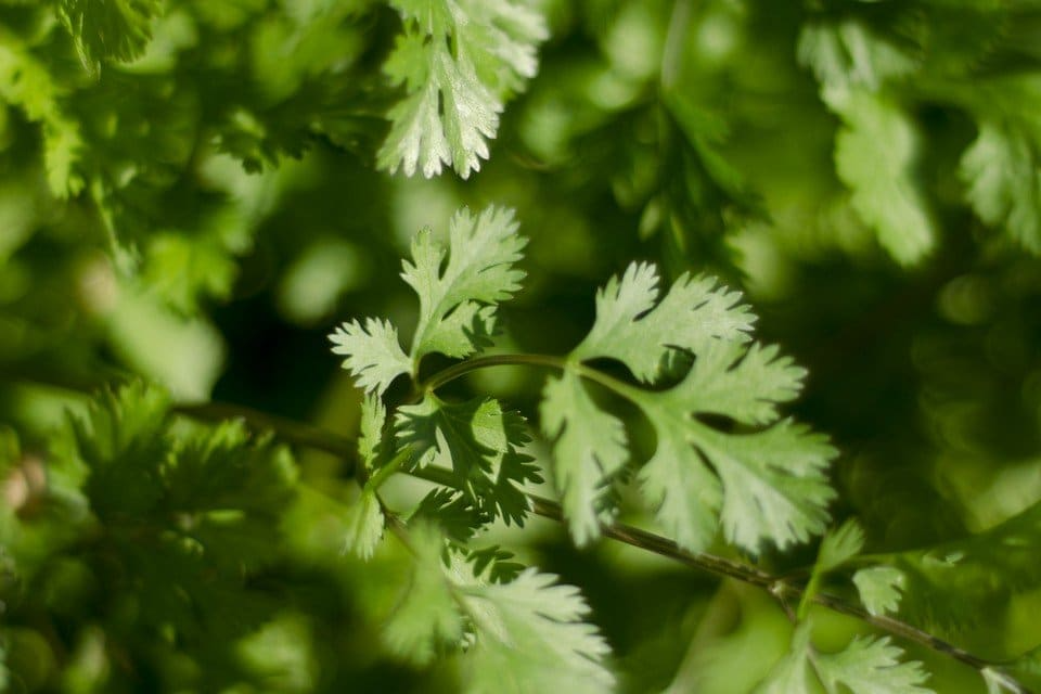 Leisure Cilantro Seeds - Heirloom, Non-GMO | Slow to Bolt | Coriandrum sativum