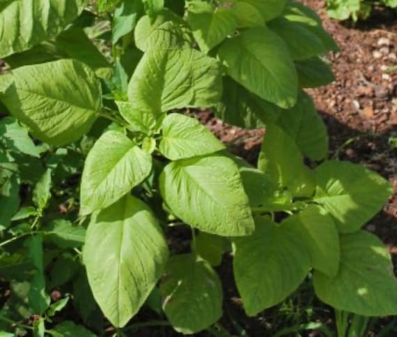 Amaranthus tricolor 'White Light Green' Edible Amaranth Seeds – 500mg