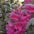 Antirrhinum majus Liberty Lavender Snapdragon Seeds – 1000+ Soft Purple Blooms