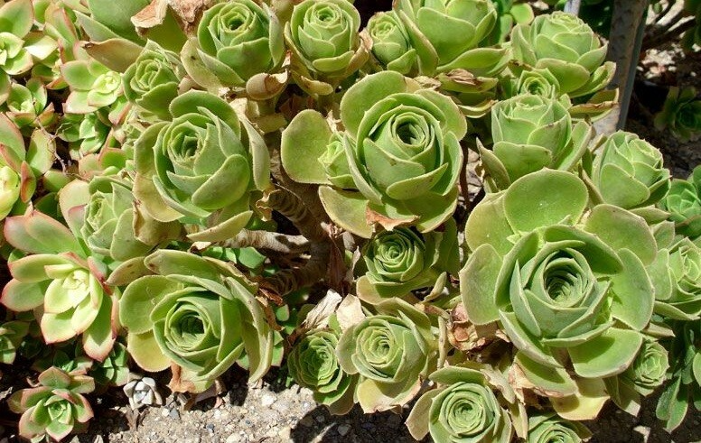 Aeonium balsamiferum 4" Cutting - Unrooted Succulent, Broccoli Shape, Easy to Grow