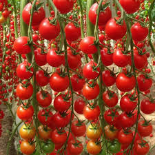 Waterfall Tomato Seeds - 200 Non-GMO Seeds for Cascading Plants