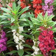 Tom Thumb Impatiens Seeds - Violet-Purple Blooms, Shade Tolerant, Non-GMO (Zones 3-10) – Impatiens balsamina