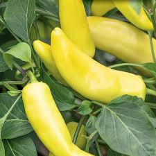 Hungarian Yellow Wax Hot Pepper Seeds - Capsicum annuum, 300mg, Mild-Medium Heat, Non-GMO