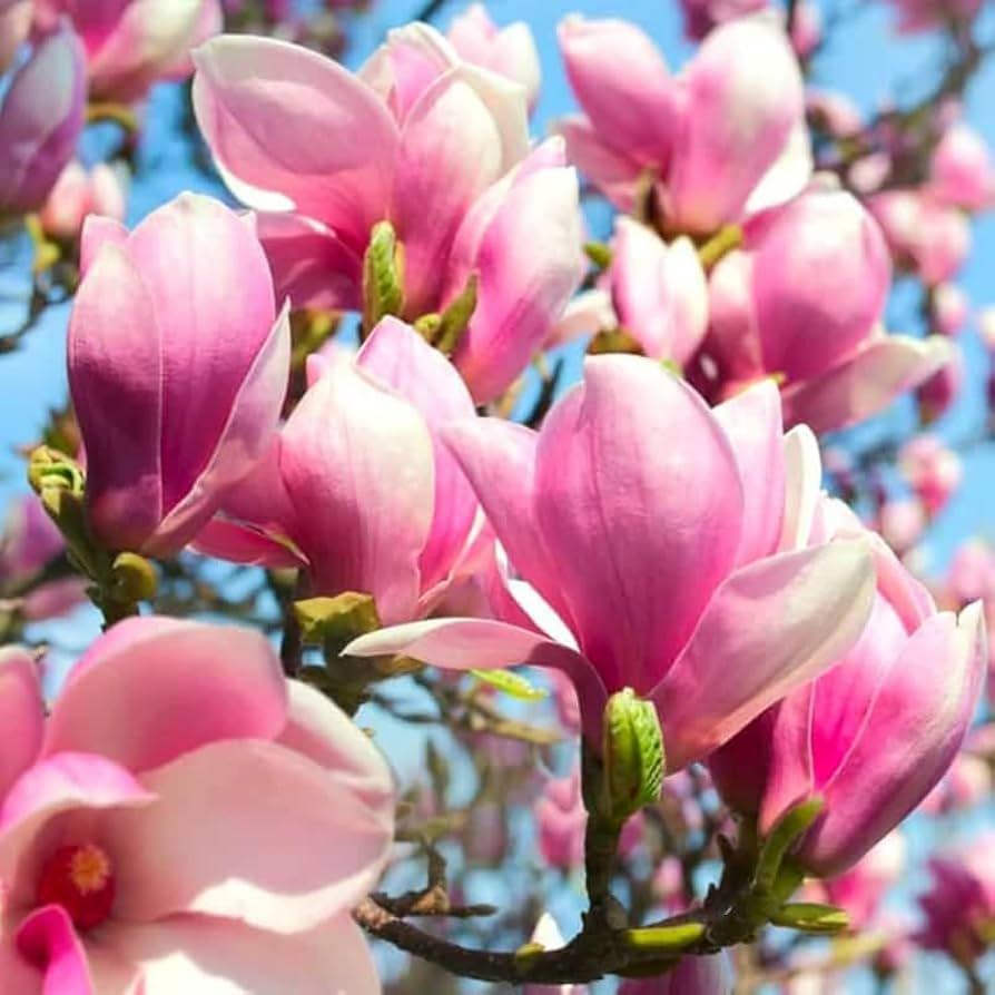 Saucer Magnolia Starter Plant - 6-12 inch Bare-Root Sapling, Pink-White Spring Blooms, Zones 4-9