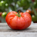 Beefsteak Tomato Seeds - Heirloom, Non-GMO | 90 Days to Maturity | 12 oz–2 lb Fruit (Indeterminate) | Zones 3-10