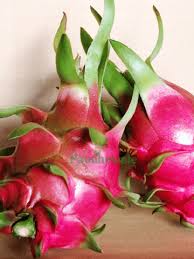 Vietnamese Dragon Fruit Cuttings (4) - White Flesh, Self-Pollinating, 6-8" Tall, Container Ready