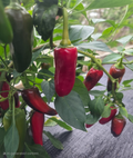 Hawaiian Sweet Hot Pepper Seeds - Heirloom, Non-GMO, 15 Seeds