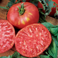 Pink Brandywine Tomato Seeds - Heirloom, Non-GMO, 85 Days