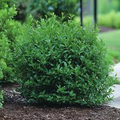 Inkberry Seeds (Ilex glabra) - 25 Seeds | Evergreen Shrub for Wildlife & Year-Round Interest