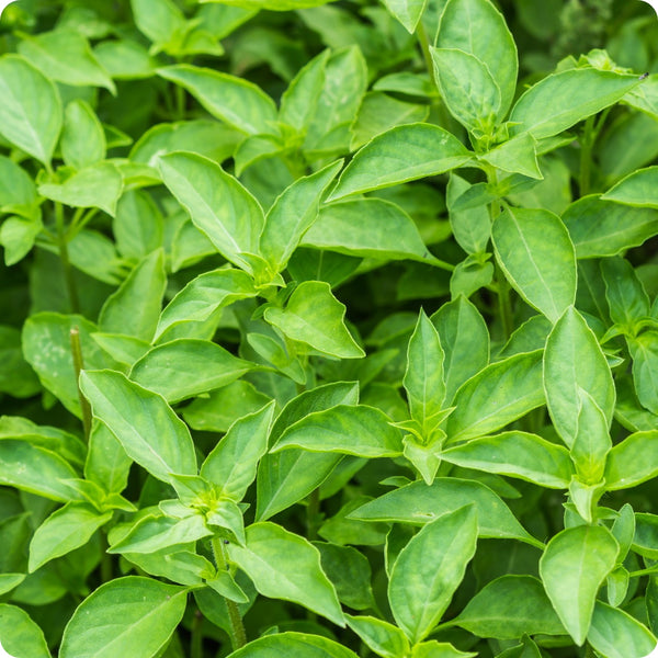 Lime Basil (Ocimum basilicum) Seeds - 500 Non-GMO Citrus-Scented Basil, 60-70 Days, Full Sun