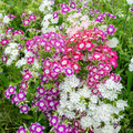 Twinkle Mix Phlox (Phlox drummondii) - Vibrant Annual Seeds