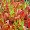 Crassula capitella 'Campfire' - 3 Unrooted 2" Cuttings | Red-Tinged Trailing Succulent